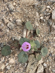 Eremalche rotundifolia