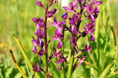 Anacamptis laxiflora
