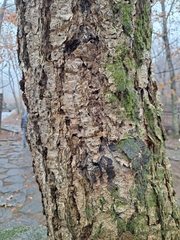 Betula dauurica