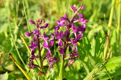 Anacamptis laxiflora