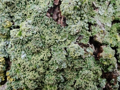 Physconia enteroxantha