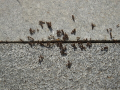 Tetramorium tsushimae