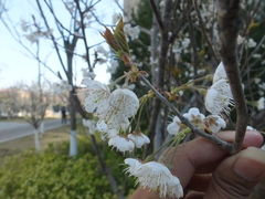 Prunus pseudocerasus