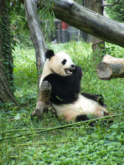 Ailuropoda melanoleuca