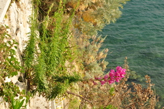 Antirrhinum majus