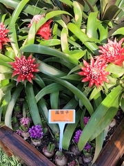 Hyacinthus orientalis