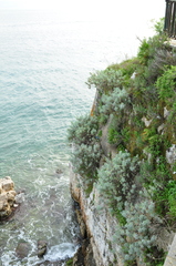 Artemisia arborescens
