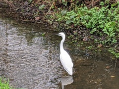 Egretta garzetta