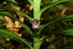 Dichaea ecuadorensis