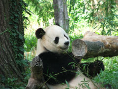 Ailuropoda melanoleuca