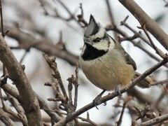 Baeolophus wollweberi