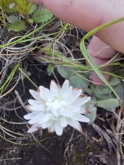 Helichrysum ecklonis