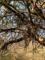 Trichocentrum brachyphyllum