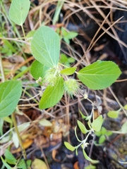 Acalypha arvensis