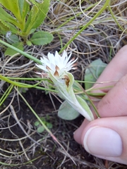 Helichrysum ecklonis