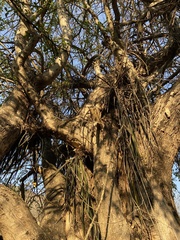 Trichocentrum brachyphyllum