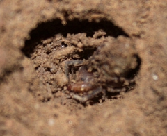Eremobatidae
