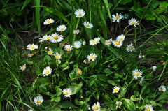 Bellis perennis
