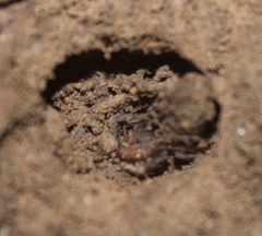 Eremobatidae