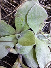 Helichrysum ecklonis