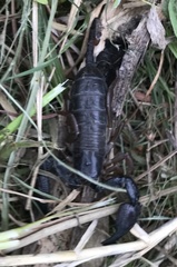 Opisthacanthus