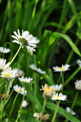 Bellis perennis