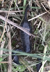 Opisthacanthus