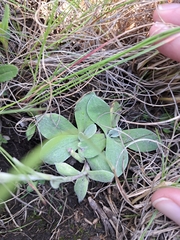 Helichrysum ecklonis