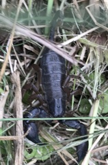 Opisthacanthus