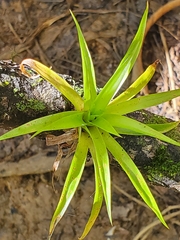 Guzmania