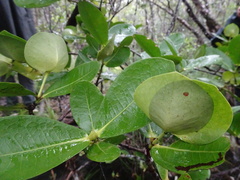 Ixora collina
