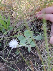 Helichrysum ecklonis