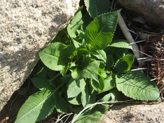 Dipsacus japonicus