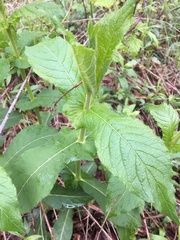 Triosteum perfoliatum