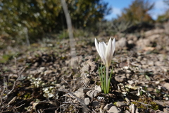 Crocus nevadensis