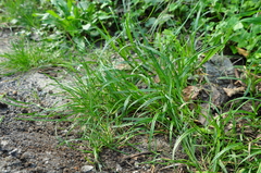Carex divulsa