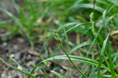 Carex divulsa