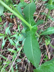 Triosteum perfoliatum