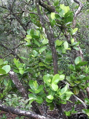 Ixora collina