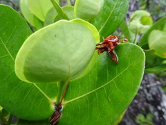 Ixora collina
