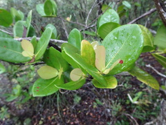Ixora collina