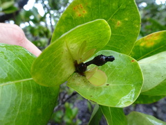Ixora collina