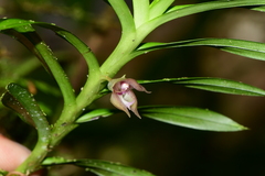 Dichaea ecuadorensis