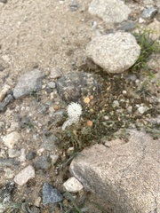 Chaenactis fremontii