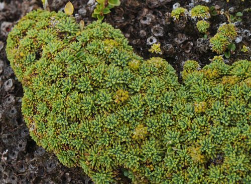 Azorella caespitosa