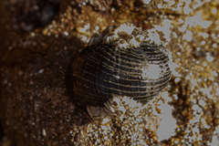 Nerita senegalensis