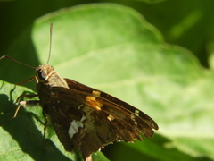 Epargyreus tmolis