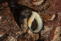 Nerita senegalensis
