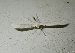 Pterophorini