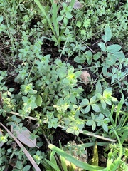 Portulaca umbraticola